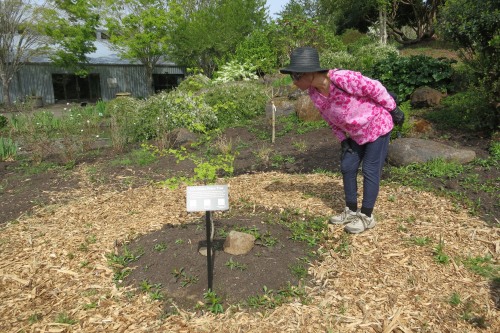 Hideko Standing next to Ginkgo tree